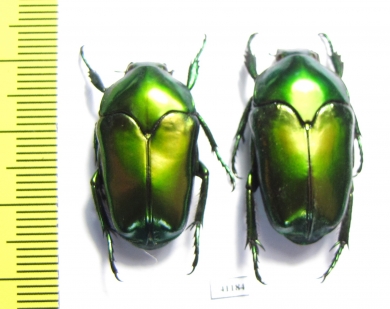 Ischiopsopha ritsemae celebensis, pair  Indonesia, Peleng isl. - INSECTS-STORE.RU