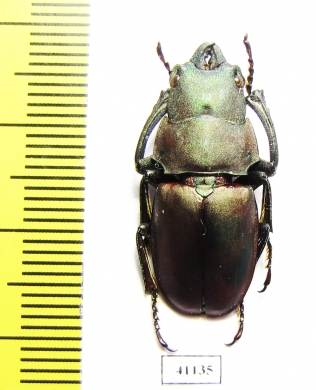 Odontolabis aeratus  Malaysia 25mm - INSECTS-STORE.RU