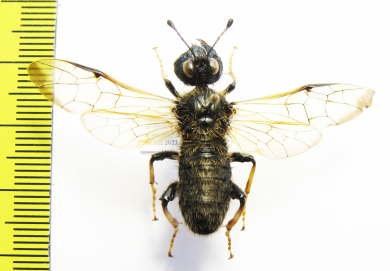 Cimbicidae sp.  Russia, N.Caucasus - INSECTS-STORE.RU