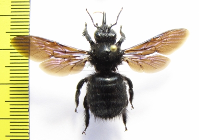 Hymenoptera, Xylocopa valga  Russia, N.Caucasus - INSECTS-STORE.RU