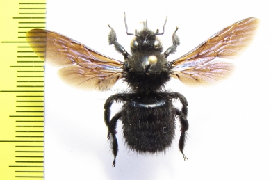 Hymenoptera, Xylocopa valga  Russia, N.Caucasus - INSECTS-STORE.RU