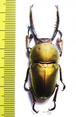 Lamprima adolphinae  Indonesia, Papua  49mm - INSECTS-STORE.RU