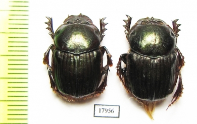 Onitis sp.  Zimbabwe - INSECTS-STORE.RU