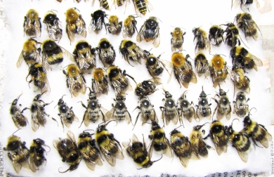 Bombus sp.  Russia, Tver reg. - INSECTS-STORE.RU