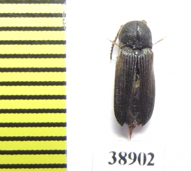 Otho spondyloides  Russia, Tver reg. - INSECTS-STORE.RU