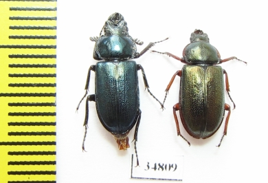 Platycerus caraboides, pair  Russia, Kaluga reg. - INSECTS-STORE.RU