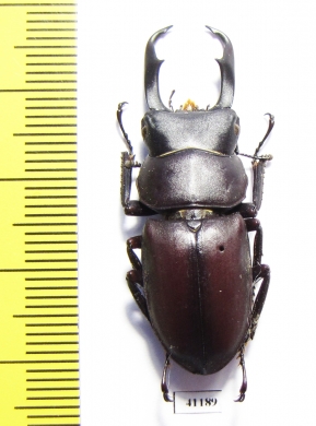 Macrodorcas recta  Japan - INSECTS-STORE.RU