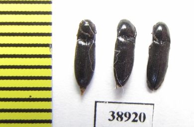 Ampedus nigrinus  Russia, Tver reg. - INSECTS-STORE.RU