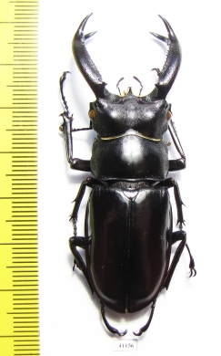 Hexarthrius buqueti  Indonesia, Java  64mm - INSECTS-STORE.RU