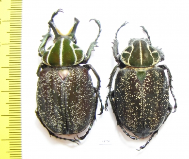 Inca clathrata sommeri, pair  Mexico - INSECTS-STORE.RU