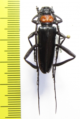 Aromia bungii  China, Hainan - INSECTS-STORE.RU