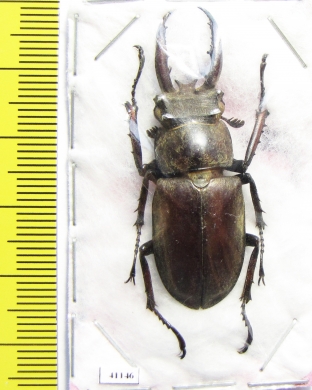 Lucanus planeti  Vietnam 43mm - INSECTS-STORE.RU