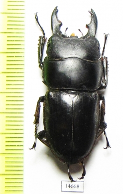 Dorcus sp.  Indonesia, Java - INSECTS-STORE.RU