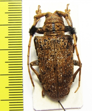 Aristobia horridula  Thailand - INSECTS-STORE.RU