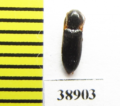 Ampedus erythrogonus  Russia, Tver reg. - INSECTS-STORE.RU