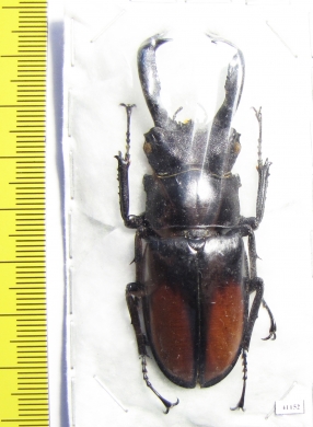 Hexarthrius parryi paradoxus  Indonesia, Sumatra 68mm - INSECTS-STORE.RU