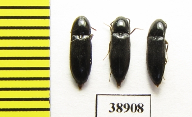 Ampedus nigrinus  Russia, Tver reg. - INSECTS-STORE.RU