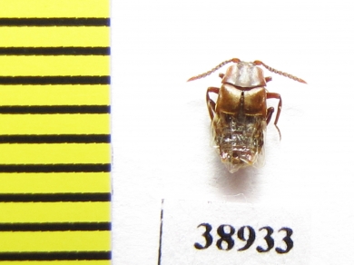 Lomechusa emarginata  Russia, Tver reg. - INSECTS-STORE.RU