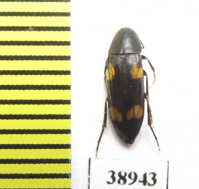 Dircaea quadriguttata  Russia, Tver reg. - INSECTS-STORE.RU