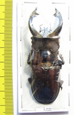 Lucanus fryi  Thailand 67mm - INSECTS-STORE.RU