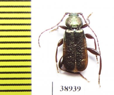 Callidium aeneum  Russia, Tver reg. - INSECTS-STORE.RU