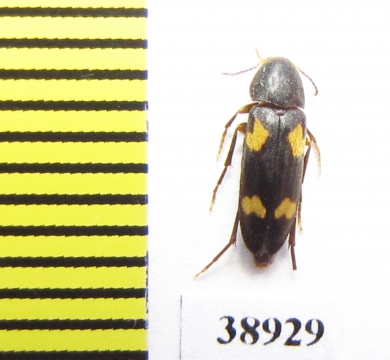 Dircaea quadriguttata  Russia, Tver reg. - INSECTS-STORE.RU