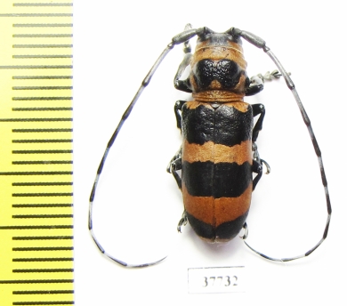 Cerambycidae sp.  South Africa Rep. - INSECTS-STORE.RU