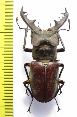 Lucanus dybowskyi  Russia, Far East  60mm - INSECTS-STORE.RU