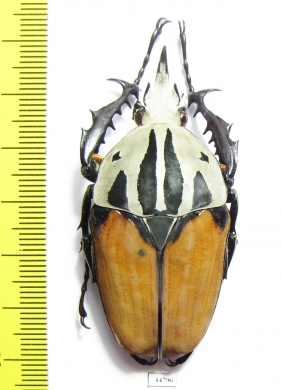 Mecynorhina oberthuri unicolor  Tanzania  56mm - INSECTS-STORE.RU