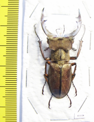 Lucanus tsukamotoi  Laos 45mm - INSECTS-STORE.RU
