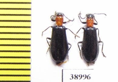 Tillus elongatus  Russia, Tver reg. - INSECTS-STORE.RU