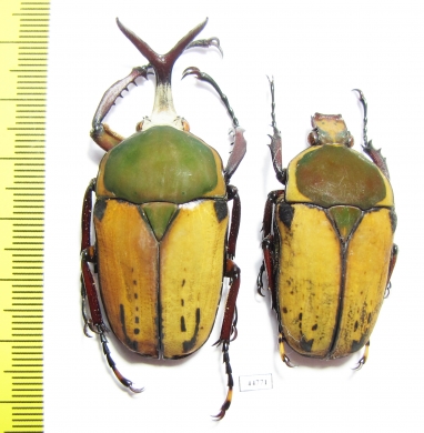 Megalorhina harrisi peregrina, pair  Tanzania 54mm - INSECTS-STORE.RU