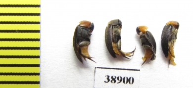 Mordellidae, Mordellochroa abdominalis  Russia, Tver reg. - INSECTS-STORE.RU