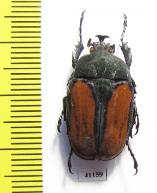 Dicellachilus woodi  Tanzania - INSECTS-STORE.RU