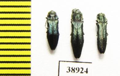 Agrilus sp.  Russia, Tver reg. - INSECTS-STORE.RU