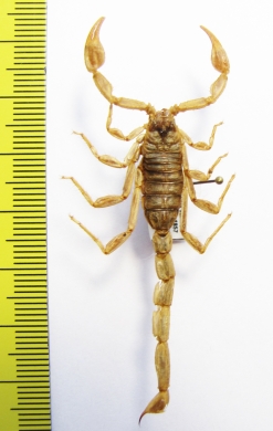 Scorpiones sp.  Mexico - INSECTS-STORE.RU