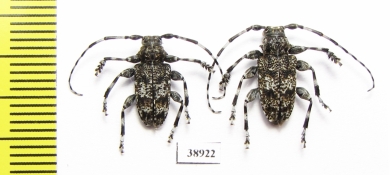 Aegomorphus clavipes  Russia, Tver reg. - INSECTS-STORE.RU