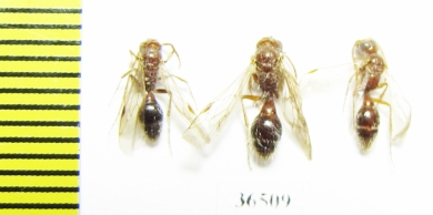 Mutillidae sp.  Tajikistan - INSECTS-STORE.RU