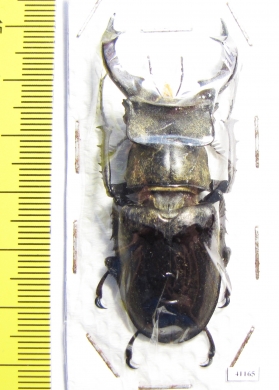 Lucanus sericeus  Vietnam 57mm - INSECTS-STORE.RU