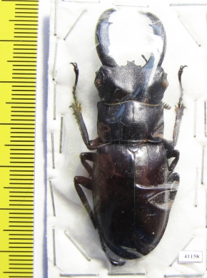 Hexarthrius rhinoceros  Indonesia, Java  58mm - INSECTS-STORE.RU