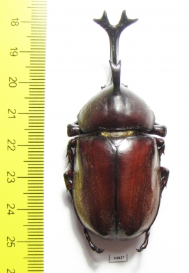 Allomyrina dichotomus tsunobosonis  Taiwan 66mm - INSECTS-STORE.RU