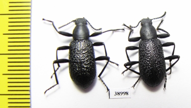 Upis ceramboides  Russia, Tver reg. - INSECTS-STORE.RU