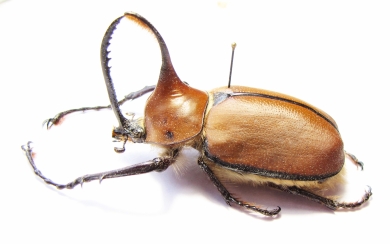 Golofa sp.  Peru  52mm - INSECTS-STORE.RU