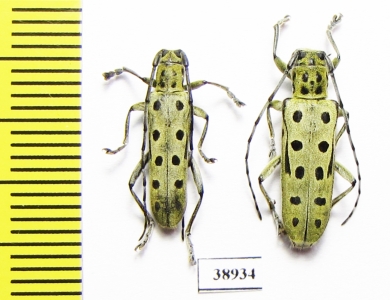 Saperda perforata  Russia, Tver reg. - INSECTS-STORE.RU