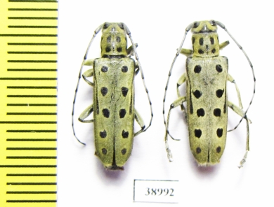 Saperda perforata  Russia, Tver reg. - INSECTS-STORE.RU