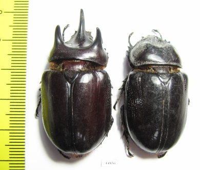 Strategus validus, pair  Paraguay 45mm - INSECTS-STORE.RU