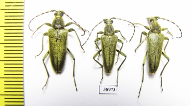 Lepturobosca virens  Russia, Tver reg. - INSECTS-STORE.RU