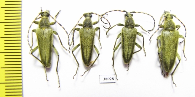 Lepturobosca virens  Russia, Tver reg. - INSECTS-STORE.RU