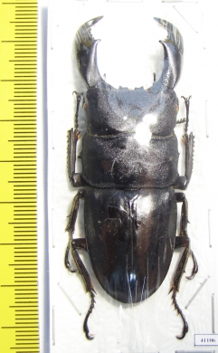 Dorcus titanus  Indonesia, Sulawesi  70mm - INSECTS-STORE.RU