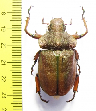 Spodochlamys mirabilis  Ecuador 42mm - INSECTS-STORE.RU